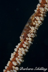 This blennie was "running" up and down this whip coral un... by Barbara Schilling 